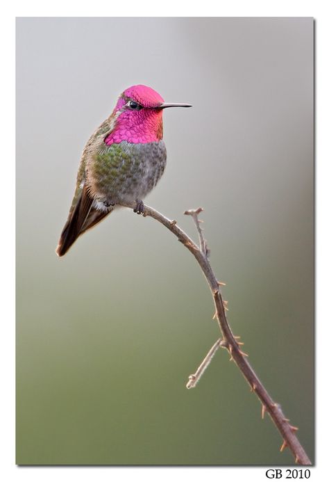 Pink Hummingbird | Pink Ink And The Hummingbird | An Inkophile's Blog Pink Hummingbird, Pink Hummingbird Tattoo, Anna's Hummingbird Photography, Mandarin Tree, Hummingbirds Photography, Anna's Hummingbird, Hummingbird Tattoo, Dream Symbols, Pink Bird