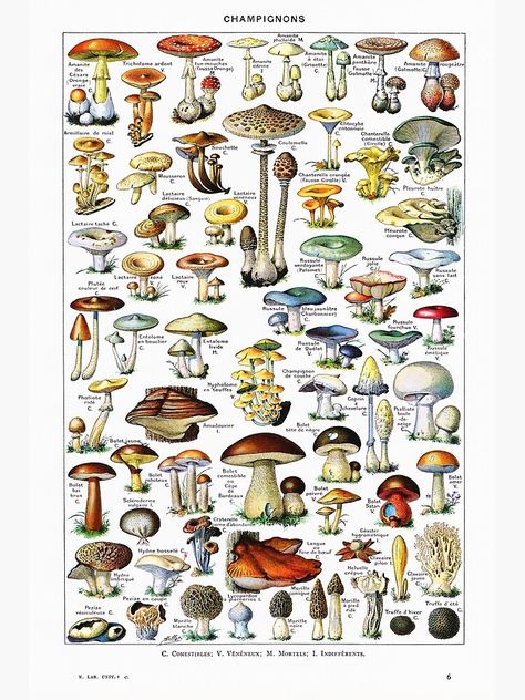 "Adolphe Millot - Champignons - Vintage french mycology illustration" Poster by Gardenlibrary | Redbubble Edible Mushrooms Chart, Adolphe Millot, Mushroom Poster, Retro Posters, Illustration Botanique, Vintage Mushroom, Mushroom Art, Poster Poster, Vintage Printables