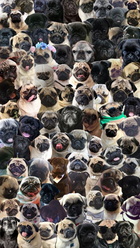 Pugs💗 Cute Pugs Wallpapers, Pug Wallpaper, Pug Breed, Cute Pug Puppies, Puppy Wallpaper, Baby Pugs, Pug Art, Putao, Pug Puppies