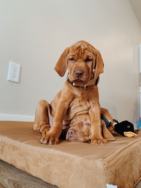 Vizsla puppies cuddled on bed 

#vizsla #vizslapuppy #puppy #puppies #sisters #hungarianvizsla #wrinkles #wrinklesface #dog #deltaandecho #doglover #dream #cutepuppy Hungarian Vizsla, Vizsla Dogs, Vizsla Puppies, Face Wrinkles, Lovely Animals, Animal Kingdom, Daily Dose, Cute Puppies, Labrador Retriever