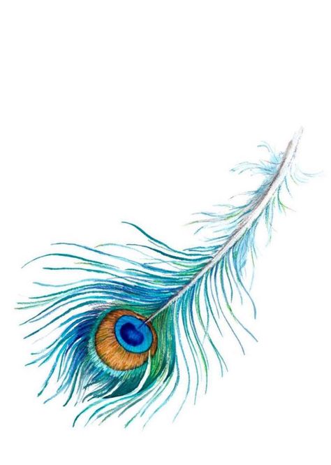 Watercolour Peacock Feather, Peacock Feathers Drawing, Feather Art Drawing, Peacock Feather Drawing, Peacock Feather Art, Shell Drawing, Watercolor Peacock, Peacock Feather Tattoo, Feather Drawing