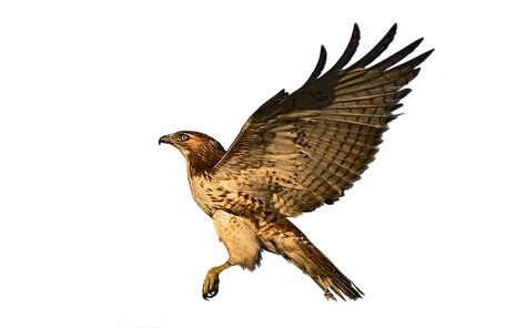 Hawk Reference, Flying Birds Images, Flying Hawk, Names Of Birds, Harris Hawk, Raptors Bird, Transparent Art, Bird Images, Animal Spirit Guide