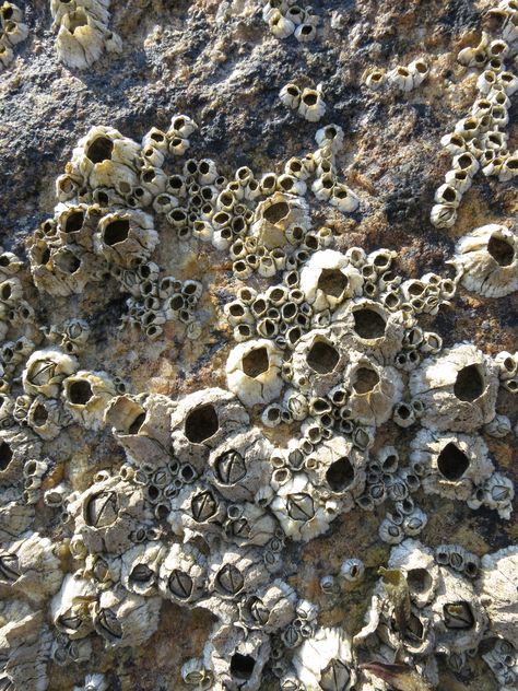 Barnicals Sea, Barnacles Diy, Barnacles Art, Barnacle Tattoo, Barnacle Art, Growth And Decay, Bio Art, Texture Inspiration, 다크 판타지