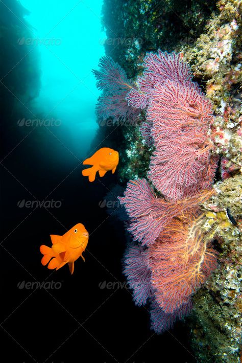 California reef by joebelanger. Bright orange garibaldis swim by some beautiful sea fans at Catalina Island in California Hotels In California, Santa Catalina Island, Best Western Hotel, Reef Fish, Road Trip Places, Travel California, Breathtaking Photography, Cali Girl, Santa Catalina