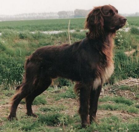 German Longhaired Pointer. German Longhaired Pointer, German Shorthaired Pointer Training, Gsp Puppies, German Shorthaired Pointer Dog, Pointer Puppies, French Dogs, Training Ideas, German Shorthair, German Dogs