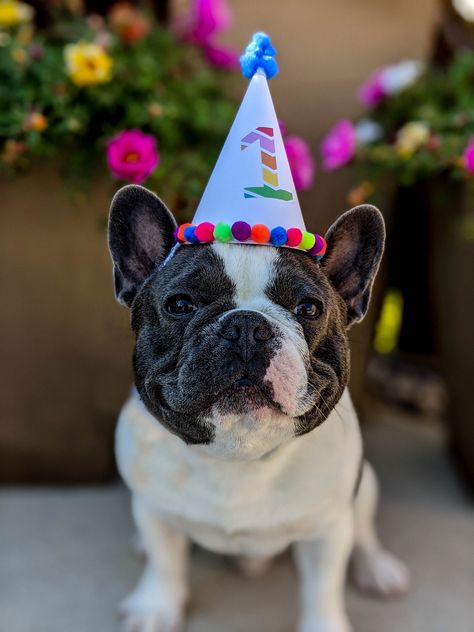 French bulldog birthday party Frenchie Photoshoot Ideas, Frenchie Photoshoot, Bulldog Birthday Party, Frenchie Birthday, Polo Ideas, French Bulldog Birthday, Bulldog Birthday, Birthday Shoots, Doggy Daycare