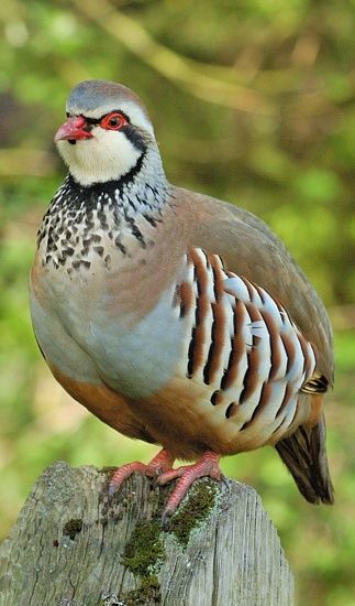 Red-legged Partridge Photo Animaliere, Bird Sitting, Kinds Of Birds, Bird Watcher, Game Birds, Bird Pictures, Exotic Birds, Partridge, Pretty Birds