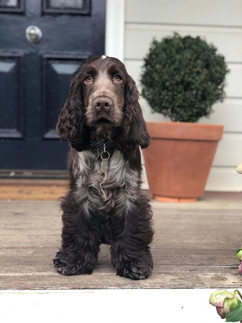 Maisie - 5 month old chocolate roan English cocker spaniel Cocker Spaniel Grown Up, Liver Roan Cocker Spaniel, Chocolate Roan Cocker Spaniel, English Spaniel Cocker, Spotted Cocker Spaniel, English Cocker Spaniel Haircut, Cocker Spaniel Chocolate, Roan Cocker Spaniel, Chocolate Cocker Spaniel