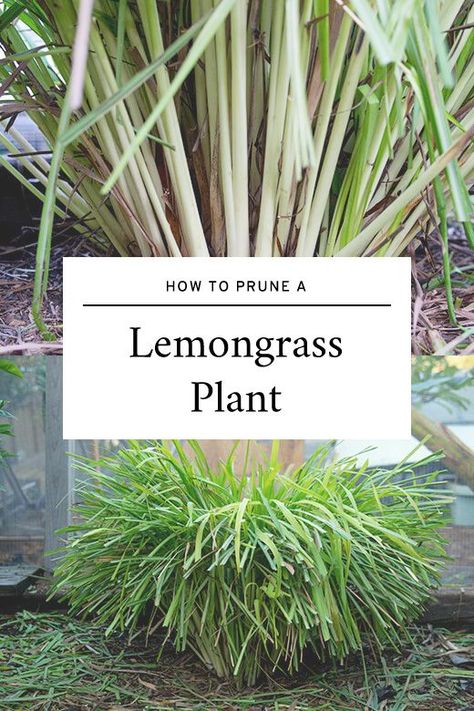 Grow Lemongrass, Urban Gardening Ideas, Lemongrass Plant, Gardening Herbs, Growing Food Indoors, Tattoo Plant, Herb Gardening, Fall Garden Vegetables, Winter Vegetables