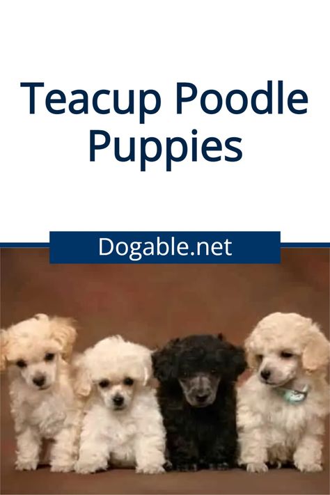 Teacup Poodles For Sale Near Me, Teacup Poodle Full Grown, Tea Cup Puppies, Micro Teacup Poodle, Tiny Bathtub, Teacup Poodles For Sale, Toy Poodles For Sale, Teacup Poodles, Teacup Poodle Puppies