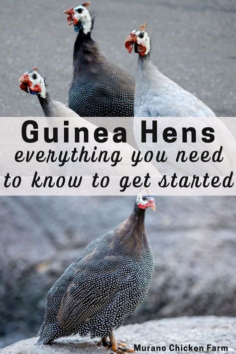 Guinea hens: Everything you need to know Guinea Hens, Hen Coop, Cute Chicken Coops, Raising Ducks, Hatching Chicks, Chicken Farming, Backyard Chicken Farming, Animal Husbandry, Backyard Poultry