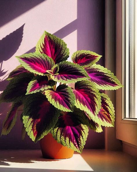 Black Dragon Coleus, Coleus Black Dragon, Spooky Garden, Colourful Plants, Coleus Plants, Coleus Plant, Beautiful Houseplants, Interesting Plants, Colorful Plant