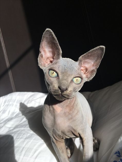 Gato Sphynx, Cute Hairless Cat, Hairless Cats, Sphinx Cat, Hairless Cat, Free Day, Sphynx Cat, Cat Aesthetic, Sphynx