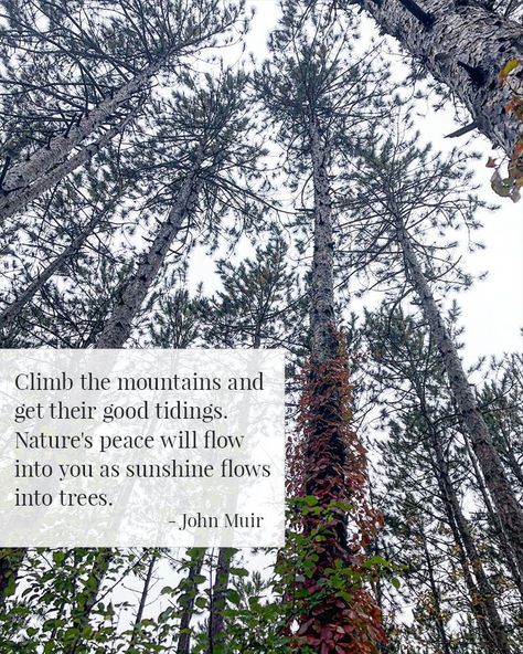 Climb the mountains and get their good tidings. Nature's peace will flow into you as sunshine flows into trees, by John Muir. #designlovelife Nature Quotes Inspirational, Nature Quote, Mountain Quotes, Nature Therapy, Daily Inspirational Quotes, Boxing Quotes, John Muir, Truth Hurts, Art Prints Quotes