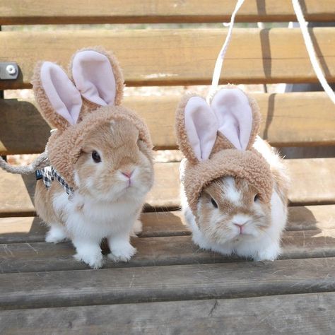 Bunnies in bunny hats! Bunny Supplies, Cute Bunny Pictures, Bunny Pictures, Pet Bunny, Pet Rabbit, Cute Animal Photos, Baby Bunnies, Cute Creatures