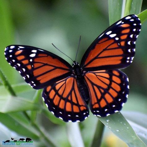 Viceroy Butterfly, Cuteness Aggression, Butterfly Beautiful, Trolls Poppy, Beautiful Butterfly Photography, Butterfly Species, Moths And Butterflies, Monarch Butterflies, Astro Boy