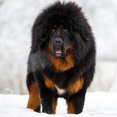 See What The World's Largest Dogs Look Like - These Are 20 Of The Best Big Dog Breeds To Own — Buzznet Best Big Dog Breeds, Golden Retriever Fall, Gentle Giant Dogs, Cute Big Dogs, Worlds Largest Dog, Big Fluffy Dogs, Guard Dog Breeds, Dog Bread, Big Dog Breeds