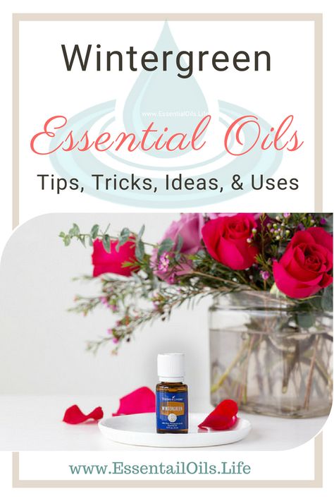 Wintergreen EO has many uses and benefits... just be sure what you're buying is real wintergreen essential oil, and not the more popular synthetic fragrance. What do you use wintergreen eo for? What are great recipes for wintergreen essential oil? This article shares some of our favorite tips, tricks, and hacks for using wintergreen oil Rosewood Essential Oil, Wintergreen Essential Oil, Glass Spray Bottle, Oil Uses, Linen Spray, House Smells, Carrier Oils, Tips Tricks, Massage Oil