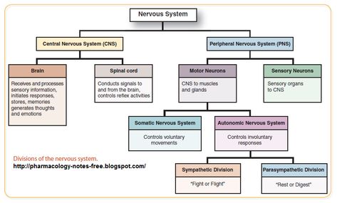 Energetic Anatomy, Nervous System Anatomy, Smooth Muscle Tissue, Brain And Spinal Cord, Study Sheets, Peripheral Nervous System, Psychology Studies, Dream Reality, Motor Neuron