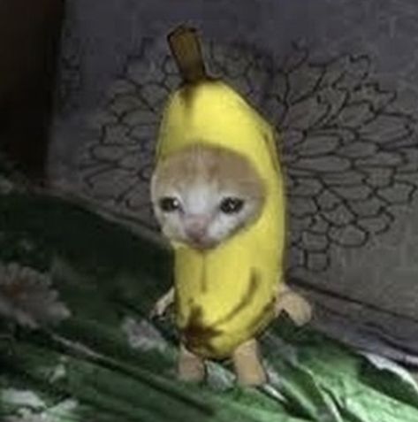 banana cat Banana Cat Crying, Chiquita Banana, Banana Cat, Cat Crying, Lifestyle, The World, Music