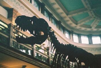 A Dinosaur, Dinosaurs, We Heart It, Lost, Building, Photography