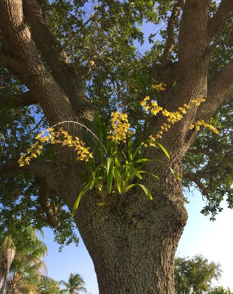 Oak Tree Orchids Green Things, Live Oak, Tree Trunks, On Live, Oak Tree, Green Thumb, Garden Ideas, Flower Garden, Orchids