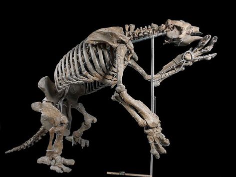 A Giant Sloth Mystery Brought Me Home to Georgia | At the Smithsonian | Smithsonian Giant Ground Sloth, Clawed Hands, Giant Sloth, Ground Sloth, Anatomy Studies, Sloth Art, Leg Bones, Fossil Bones, Animal Anatomy