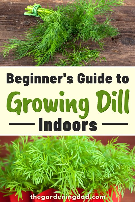 Growing Oregano Indoors, Growing Dill Indoors, Growing Dill From Seed, Harvest Dill, Growing Dill, Grow Dill, Growing Herbs Inside, Dill Herb, How To Grow Dill