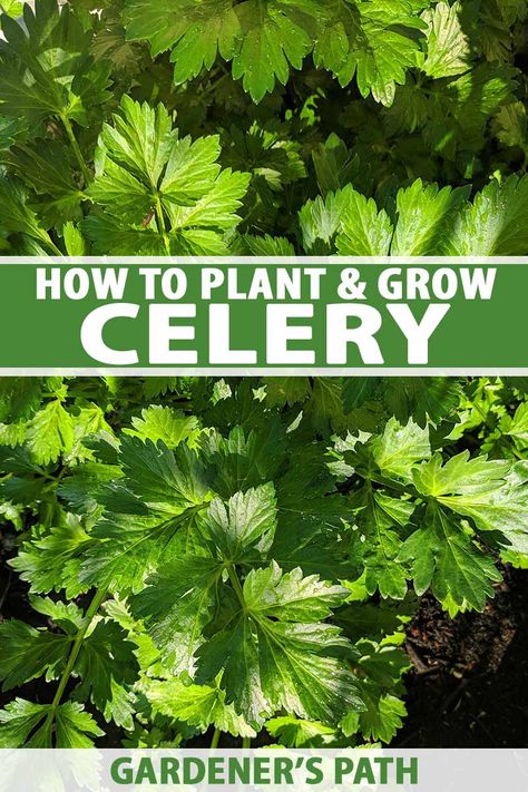 How To Grow Celery, Grow Celery, Celery Plant, Growing Celery, Soup Making, Low Maintenance Garden Design, Vegetable Garden Tips, Low Maintenance Garden, Good Health Tips