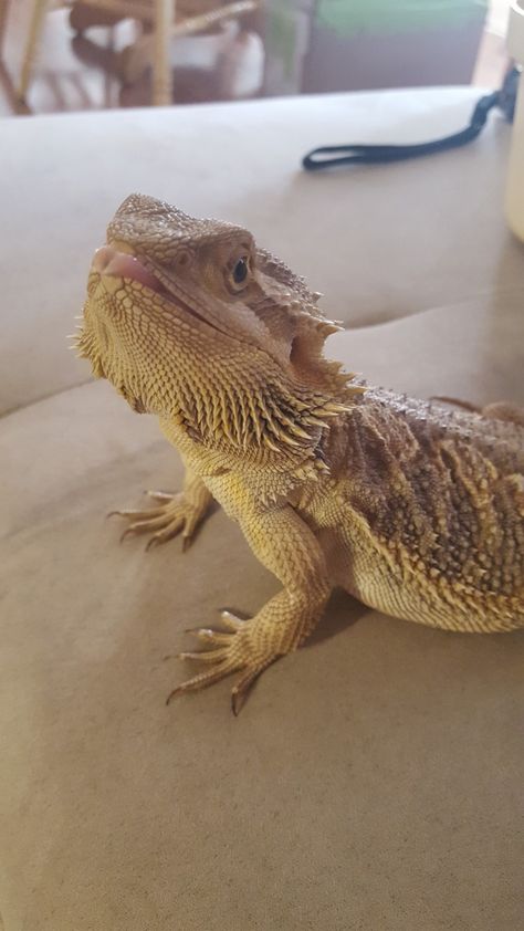 Sassy dragon making faces at me. Yellow Bearded Dragon, Breaded Dragon, Funny Lizards, Bearded Dragon Funny, Baby Bearded Dragon, Bearded Dragon Cute, Bearded Dragon Care, Dragon Horse, Cute Lizard