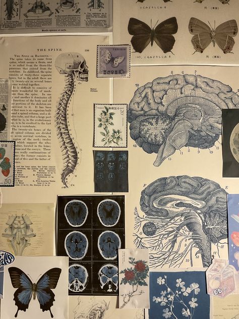 Neurosurgery Aesthetic Wallpaper, Brain Scan Neuroscience, Health Notebook Design, Neuro Science Aesthetic, Cognitive Neuroscience Aesthetic, Female Neurosurgeon Aesthetic, Biological Anthropology Aesthetic, Neuroscience Wallpaper Desktop, Neuroscience Student Aesthetic