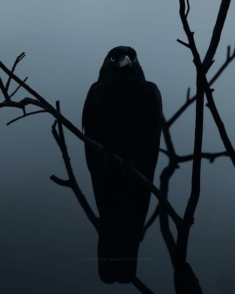 Raven Pictures, Crow Pictures, Raven And Wolf, Magical Pictures, Creepy Drawings, Raven Bird, Disney Characters Videos, Crows Ravens, What Lies Beneath