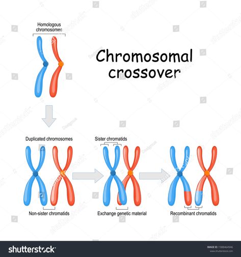 Chromosomal crossover. maternal & paternal Homologous chromosomes and Exchange genetic material in meiosis. Sister and Recombinant chromatids. Vector diagram for educational, medical, science use #Ad , #Aff, #Exchange#chromosomes#material#genetic Homologous Chromosomes, Biology Facts, Medical Science, Genetic, Biology, Crossover, Royalty Free Stock Photos, Anime Art, Royalty Free