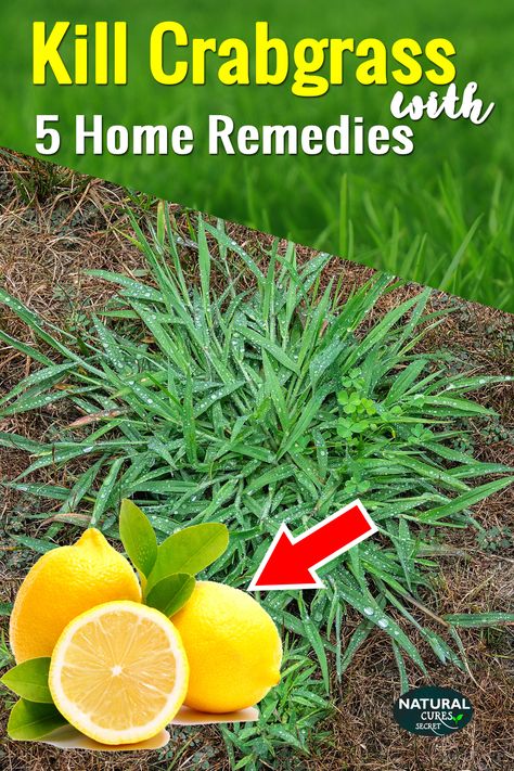 Crabgrass is one of the most nasty, pervasive and the prevalent kind of weed that lawns and gardens face. But with a proper lawn care, you can get rid of crabgrass naturally. Let's see how. #naturalcuressecret #howtogetridofcrabgrassinthelawn #weedcontrol #lawncare #howtogetridofcrabgrass #crabgrass #howtokillcrabgrass #naturalweedkiller #bestweedkiller #howtokillweedsnaturally #gardening #weedcontrolwithoutchemicals #howtogetridofcrabgrassandclover #howtodigupcrabgrass #homemadeweedkiller How To Get Rid Of Grass In A Flower Bed, Lawn Care Diy, Kill Weeds Naturally, Weeds In Lawn, Lawn Care Tips, Homemade Cleaning Solutions, Homemade Cleaning, Lawn And Landscape, Lawn And Garden