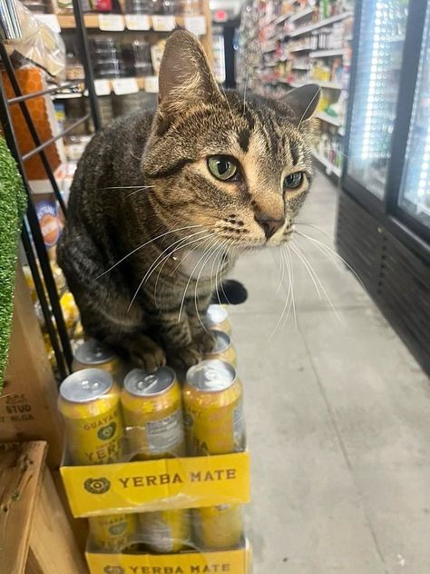 Bodega Cats (@bodegacats.bsky.social) Bodega Cat, Scared Cat, Cute Cats And Dogs, Silly Cats, Dream Board, Reference Photos, Cute Photos, Art Inspo, Feel Like