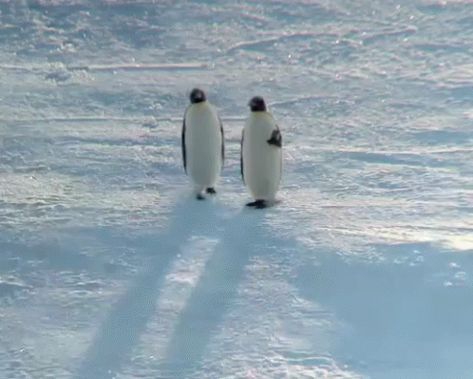 Penguin Walk GIF - Penguin Walk Walking - Discover & Share GIFs Penguin Animation, Penguin Gif, Penguin Walk, Walking Gif, Penguin Craft, Penguins Funny, Baby Penguins, Outdoor Quotes, Animal Species