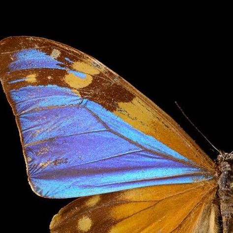 Joel Sartore- Photo Ark on Instagram: "Though it looks blue, the wing of this blue morpho butterfly is actually pigmented brown. No, it’s not a magic trick - this color discrepancy happens because at most angles of light that we can see, all colors in the spectrum are absorbed except blue, which is reflected, making it appear that color. As if that isn’t trippy enough, this butterfly is actually a mosaic gynandromorph – an anomaly in which male and female cells are mixed together! Photos of this pinned specimen were taken @floridamuseum, McGuire Center for Lepidoptera and Biodiversity.   #butterfly #insect #morpho #blue #animal #wildlife #photography #animalphotography #wildlifephotography #studioportrait #PhotoArk @insidenatgeo" Butterfly Profile Picture, Eye Aesthetic, Blue Butterfly Wings, Joel Sartore, Butterfly Insect, Insect Wings, Blue Morpho Butterfly, Morpho Butterfly, Blue Morpho