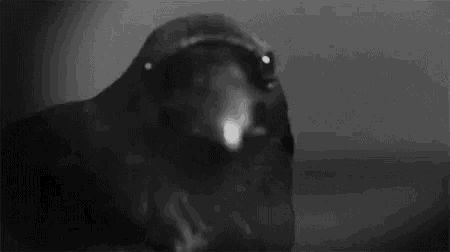 Raven Animals GIF - Tenor GIF Keyboard - Bring Personality To Your Conversations | Say more with Tenor Crow Gif, Raven Gif, Pet Raven, Birds Pictures, Mystery Story, Human Photography, Jonathan Crane, Quoth The Raven, Black Birds