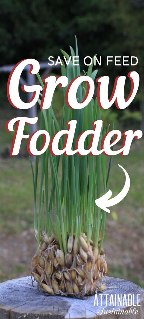 Grow Oats, Growing Fodder, Growing Chicken Fodder, Growing Lentils For Chickens, How To Make Fodder For Chickens, Sprouting Chicken Feed, Wheat Fodder For Chickens, Growing Wheat, Rye Grass