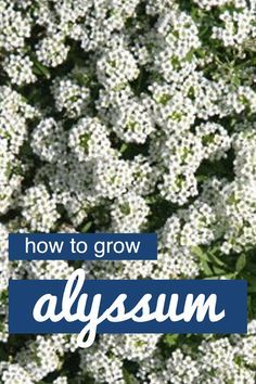 White Ground Cover Perennials, Alyssum Flowers Landscaping, White Flower Ground Cover, Allysum Flowers, White Ground Cover, Ground Cover Flowers, Dog Friendly Plants, Alyssum Flowers, White Alyssum