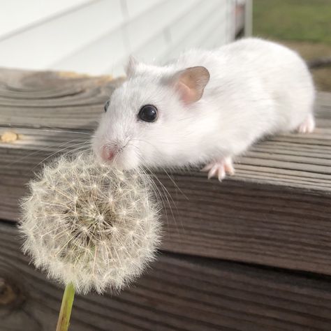 Hamster Nails, Hamster Aesthetic, Winter White Hamster, White Hamster, Robo Hamster, Hamster Pics, Hamster Life, Inspiration Nails, Hamster Cages