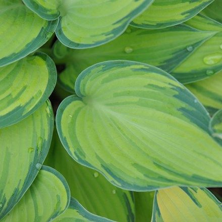 Hosta (Tardiana Group) June Hosta June, Hosta Halcyon, Hosta Sieboldiana, Plantain Lily, Plants Uk, Hosta Plants, Garden Compost, Herbaceous Perennials, Soil Improvement