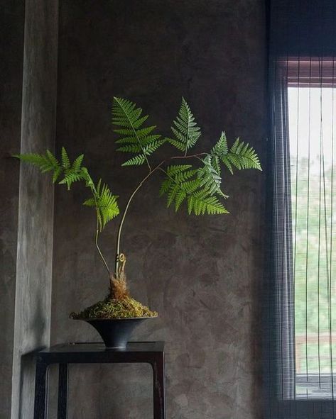 10 Low-Light Indoor Plants and Their Characteristics - Matchness.com Japanese Indoor Plants, Japanese Plants, Ferns Garden, Indoor Tree, Cast Iron Plant, Indoor Greenery, Snake Plants, Indoor Bonsai, Iron Plant