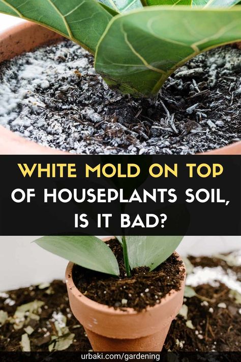 Mold In Plant Soil, Leaf Collection, Plant Problems, Inside Plants, Jade Plants, Garden Pests, House Plants Indoor, Garden Soil, Planting Herbs