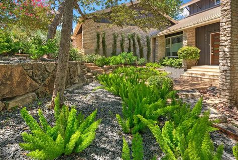 Foxtail Fern As a Ground Cover Foxtail Fern Landscaping, Fern Landscaping, Fern Landscape, Foxtail Plant, Asparagus Densiflorus, Foxtail Fern, Garden Centerpiece, Ferns Garden, Short Plants