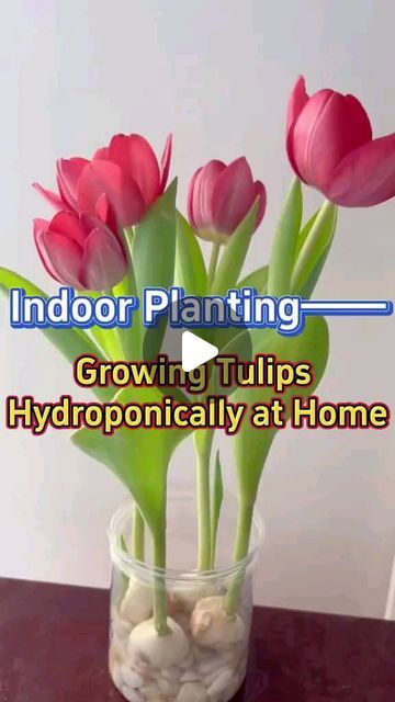 Tulip Growing, Tulip Care, Grow Tulips, Growing Tulips, Indoor Flowers, Plant Powered, Plant Mom, Plant Collection, Plant Lady