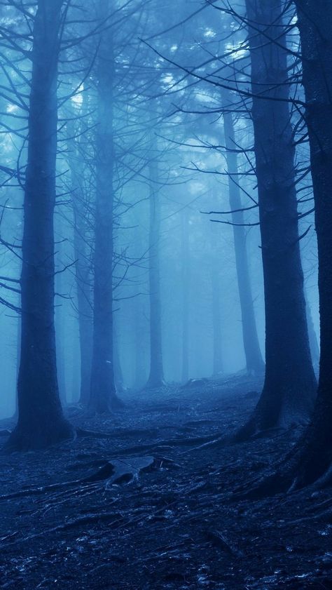 Fairycore Wallpaper, Blue Hour Photography, Dark Forest Aesthetic, Blue Aesthetic Dark, Minecraft Wallpaper, Lavender Aesthetic, Light Blue Aesthetic, Blue Forest, Gothic Aesthetic