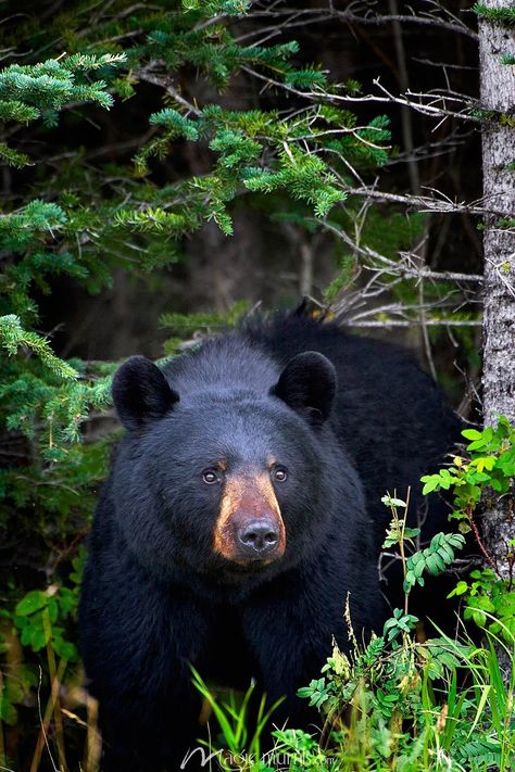 In these you will get interesting  information about American black bear . Black Bears Art, American Black Bear, Bear Paintings, Bear Photos, Bear Pictures, Bear Art, Bear Cubs, Grizzly Bear, Wildlife Animals