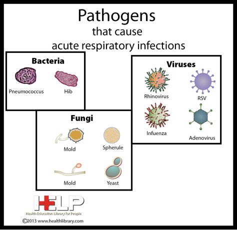 Pathogens Pathogens Drawing, Pathogens Notes, Nurse Teaching, School Study Ideas, Medical Laboratory Science, Infectious Diseases, Infection Control, Physician Assistant, Laboratory Science