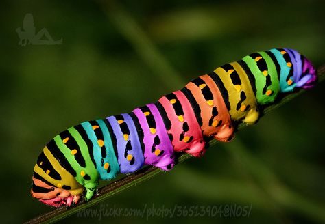 Rainbow Caterpillar Rainbow Caterpillar, Imaginative Writing, Rainbow Stuff, Happy Pics, Colorful Things, Shingle Colors, Cool Bugs, Rainbow Bright, Beautiful Bugs